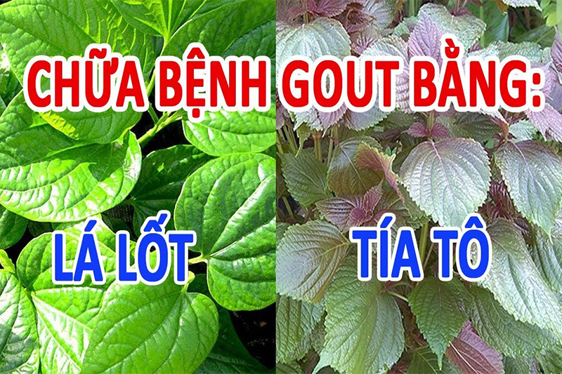 Điều trị gout bằng phương pháp dân gian hiệu quả nhưng không phải cách tối ưu nhất