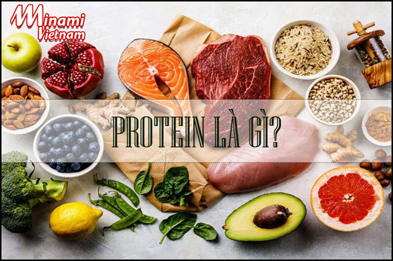 Những lý do khiến Protein luôn cần thiết cho cơ thể