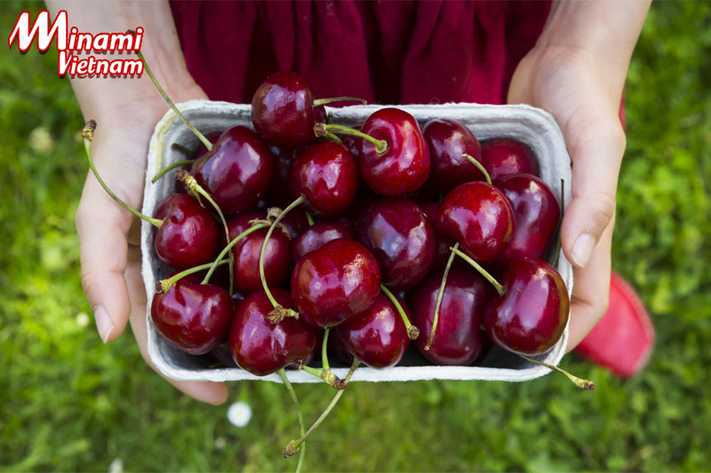 Cherry là loại quả được đánh giá cao về công dụng hỗ trợ cải thiện bệnh gút, giảm các cơn gút cấp