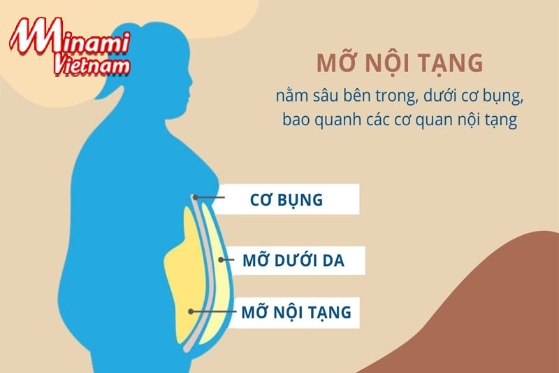 Thừa mỡ nội tạng do đâu mà có?