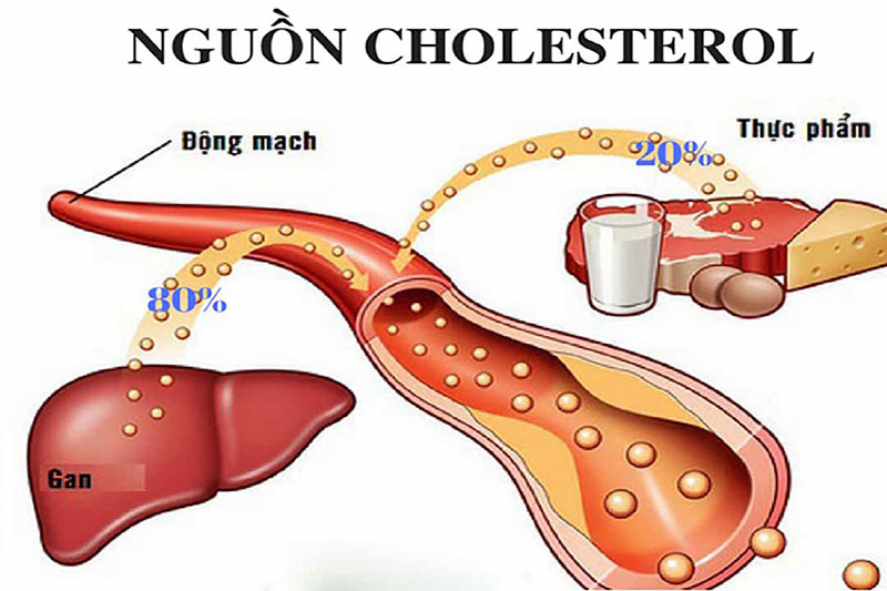 Cholesterol trong cơ thể có nguồn gốc từ gan và các loại thực ăn hàng ngày