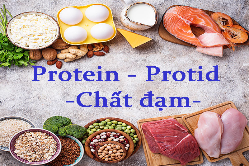 Protein còn có các tên gọi khác là Protid và chất đạm