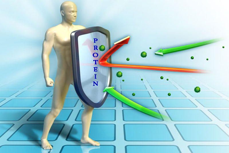 Protein bảo vệ cơ thể tránh khỏi các tác nhân gây hại